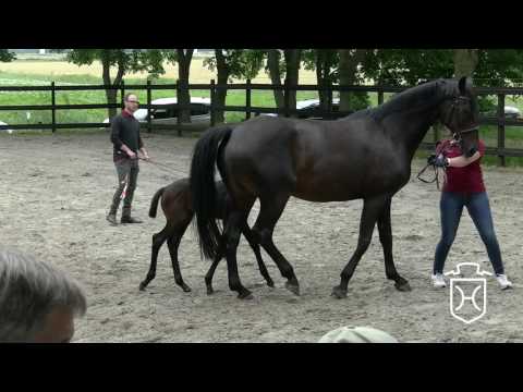 Hengstfohlen von Crumble - Cormint - Casall