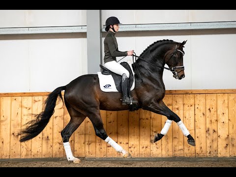 Mister Diamond by Sir Donnerhall x First Final, KWPN approved