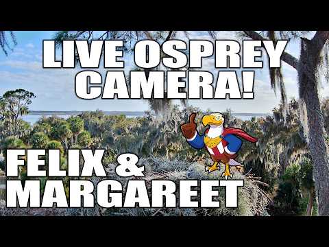 Central Florida Osprey Live Cam #Felix #Margareet #ospreys