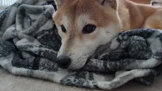 毛布とみた。#柴犬#犬との暮らし#日常#面白い#かわいい#癒し#shibainu