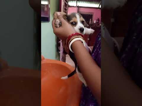 Titli washing her ears///Titli's 2nd video#Titli#thenonstopbeagle