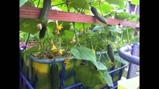 Growing a Greener Future Aquaponics Garden