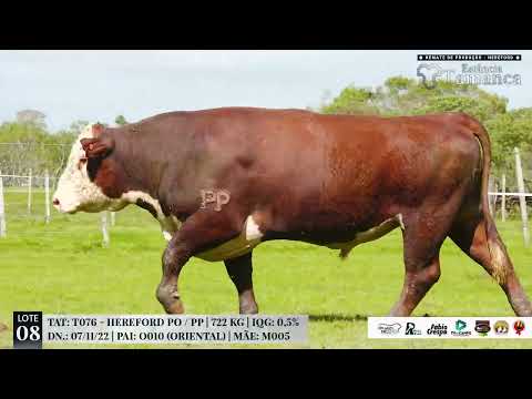 LOTE 08 TAT T076 Remate de Produção Hereford Estância Tamanca, 19 de Out 2024   TV EL Campo