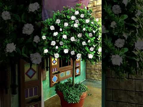 Gardenias! Trees & Shrubs