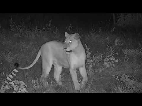 Djuma: Lions-show up after Giraffes ran across the water-Pt:1 - 21:32 - 04/11/20