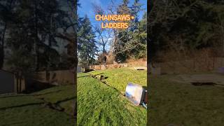 CHAINSAWS PLUS LADDERS !! #chainsaw #treetrimming #ladder #landscape