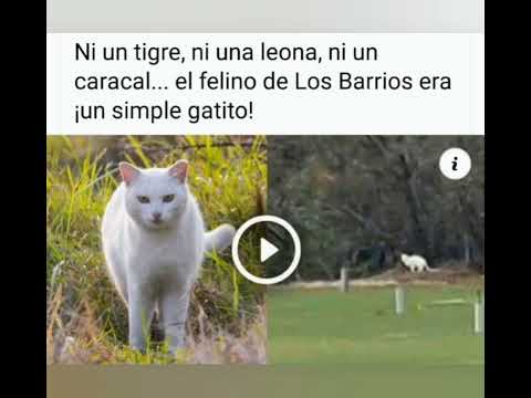Leona albina o gato doméstico???