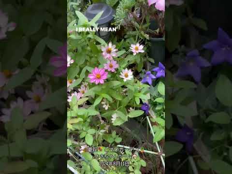  8月にバラの茂みを切る: バラの繁殖方法に関するビデオチュートリアル  庭園