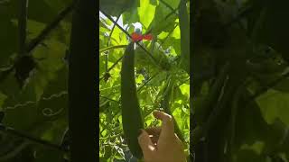 Loofah Trellis Garden Update