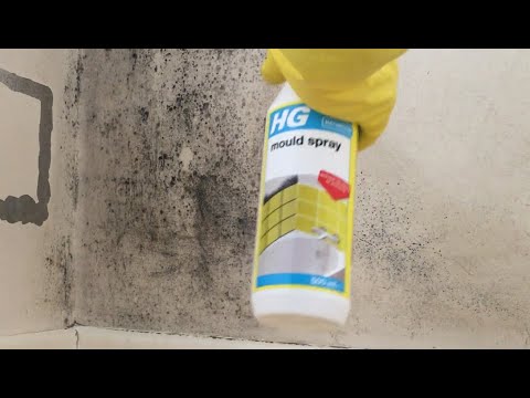 How to Use a Mould Remover For Walls – Mould Removal Newcastle Experts