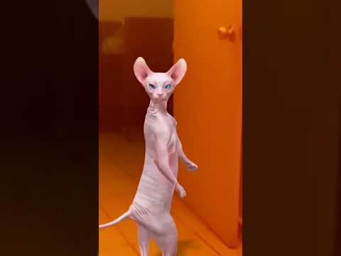 No le gusto el tilín 🤣Le gustarán los video juegos 😹