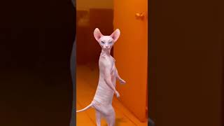 No le gusto el tilín 🤣Le gustarán los video juegos 😹