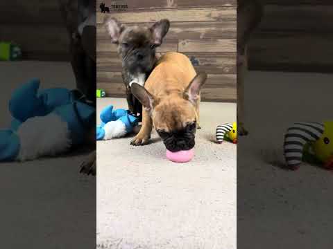 Video 4