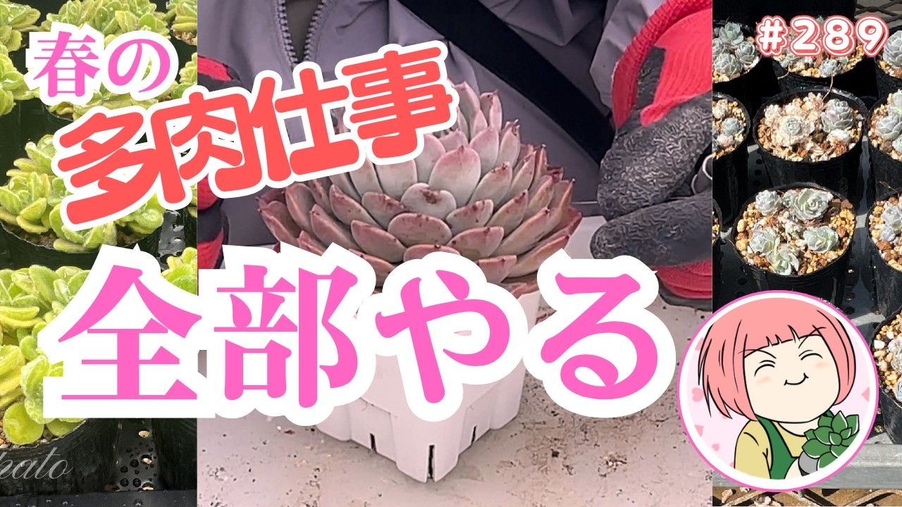 【多肉植物】春の多肉仕事に3日間密着｜植え替え・株分け・胴切りのリアルNo289