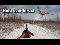 Pennsylvania Late Season Pheasant Hunting