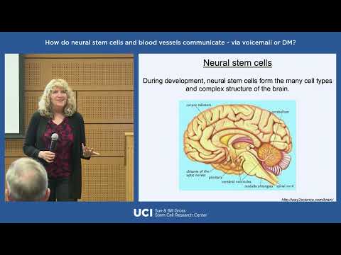 How Do Neural Stem Cells & Blood Vessels Communicate