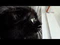 Cute Tuxedo Cat Bird Watching