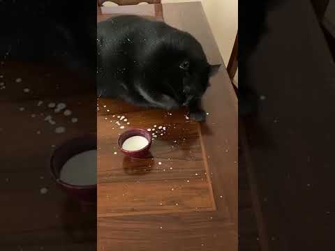 Fat Black Cat Drinks Milk From Bowl With Paw
