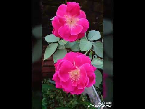 Bir ismi Mustafa Bir ismi Ahmet İlahisi