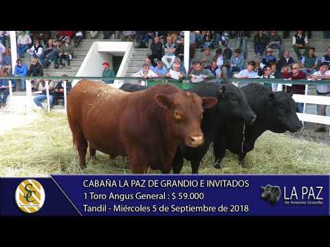 06-09-18 Venta de Toros Angus P.P. y Grales. - Cabaña La Paz de Grandio - Tandil
