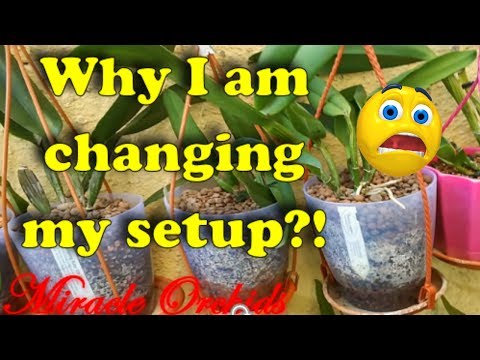 Why I am changing my orchid setup?! Going to proper semi hydro!