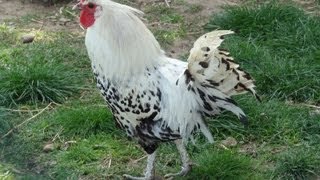 preview picture of video 'Les animaux de  la Ferme des Cèdres  (Génissieux - Drôme )'