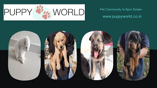 Puppy World || Online Dog Puppy buy or sell