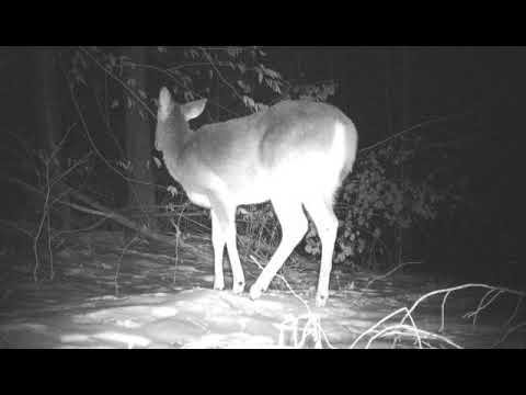 011021 1013PM Deer