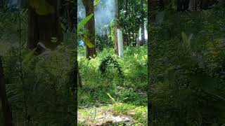 Download lagu Wooow || Mercon Raksasa Desa Sungapan Pemalang 2024#idulfitri2024#lebaran2024#petasan mp3