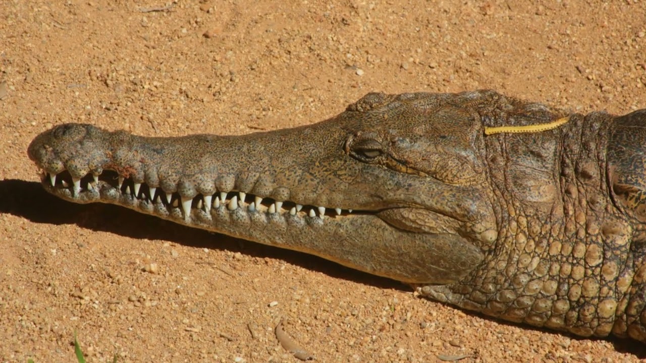 The Ultimate Predator