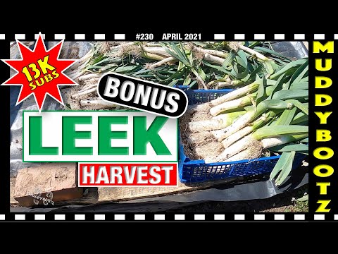 🌻230 🌻 HARVESTING LEEKS  🌻 TREE STUMP REMOVAL  🌻 ONION SUPPORTS 🌻