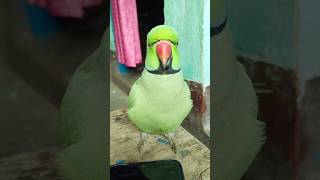 Download lagu मम्मी एक गिलास पानी दे दो #parrot #funny #funnyanimal #funny #funnyparrot #funnyvideo #funnyshorts.. mp3 Download lagu मम्मी एक गिलास पानी दे दो #parrot #funny #funnyanimal #funny #funnyparrot #funnyvideo #funnyshorts.. mp3