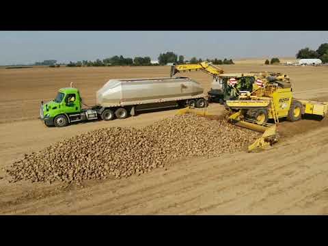 Loading sugar beets with a Ropa