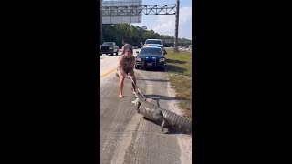 Barefoot man wrangles huge alligator off freeway