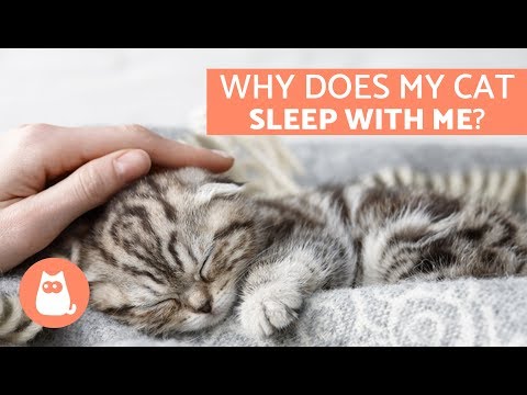 Why Does My Cat Sleep With Me? - 5 Reasons You'll Love to ...