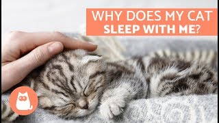 Why Does My Cat Sleep With Me? – 5 Reasons Youll Love to Know