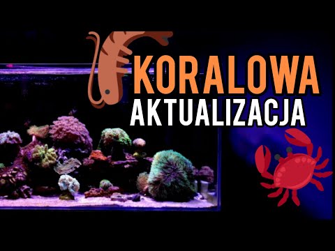 Akwarium morskie - Koralowa aktualizacja odc.27 #akwarystyka #akwarium #morskie