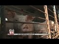 Buffalo Residents Sound Off Opposing Hog Farms