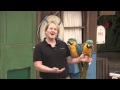 Macaws
