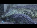 Kenya S Biggest Crocodile Is Getting Married Again