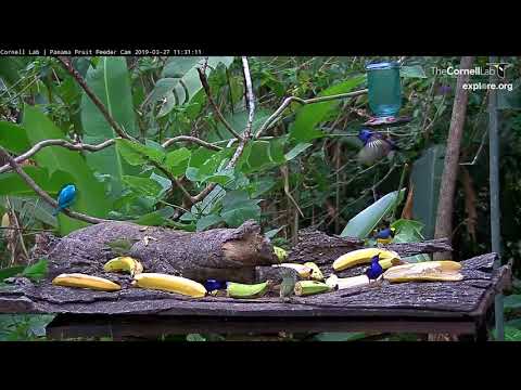 Green and Red-legged Honeycreepers Take Over The Feeder – March 27, 2019