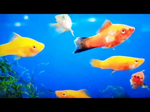 Schwertträger : Haltung, Pflege, Zucht | Ein wunderschöner Anfängerfisch für das Aquarium