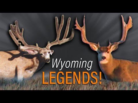 UNBELIEVABLE MULE DEER - Winter Range Deer Migration (Wildlife)