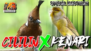 Download lagu MASTERAN CILILIN VS KENARI SPESIAL NGEROL SUPER PEDES mp3 Download lagu MASTERAN CILILIN VS KENARI SPESIAL NGEROL SUPER PEDES mp3