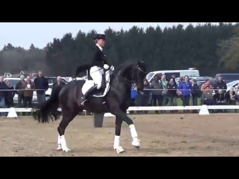 For Romance hengstenshow Norel 2016