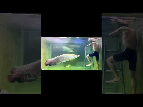 I have a date with the Arapaima 🌟🌟🌟#Arapaima #AmazonPredatorFish
