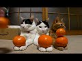 Kočky rády mandarinky (Behold3r) - Známka: 2, váha: obrovská