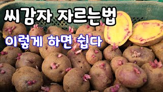 봄감자 씨감자 쉽게 자르는법 이렇게 하면 쉽다 감자 심는 시기?