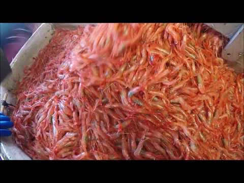Shrimp Fishing 2017