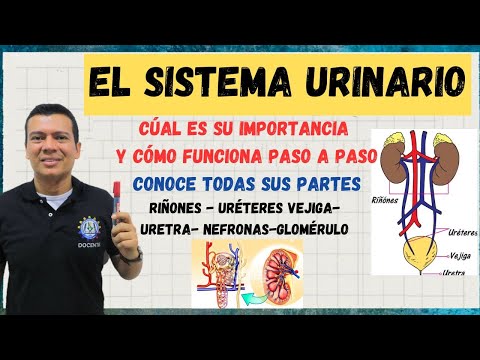 The urinary system, nephrons, kidney, ureters, bladder, explained in detail. Excretory system